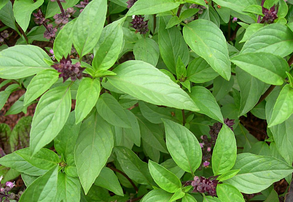 Image result for images of basil