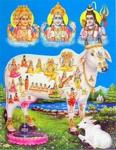 Kurma Avatar -Kamdhenu cow
