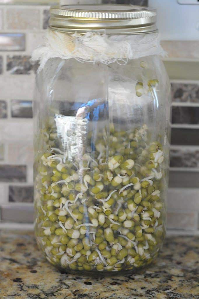 How to make Sprouts in a jar, Make sprouts in canning jar,Sprouting seeds