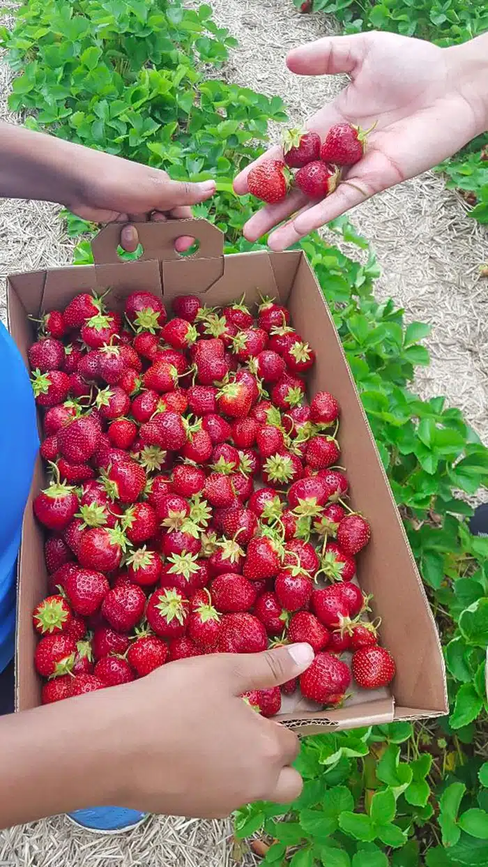Strawberry picking on a farm